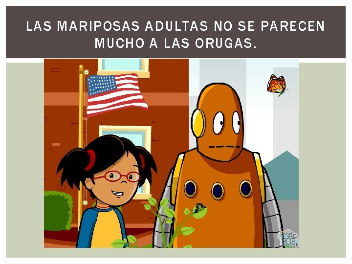 LAS MARIPOSAS ADULTAS NO SE PARECEN MUCHO A LAS ORUGAS. 