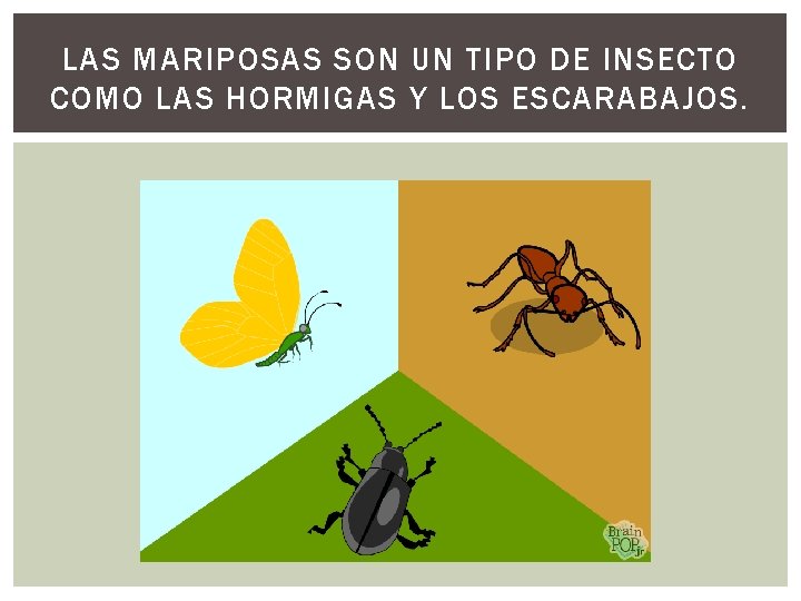 LAS MARIPOSAS SON UN TIPO DE INSECTO COMO LAS HORMIGAS Y LOS ESCARABAJOS. 