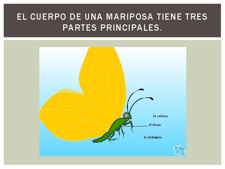 EL CUERPO DE UNA MARIPOSA TIENE TRES PARTES PRINCIPALES. 