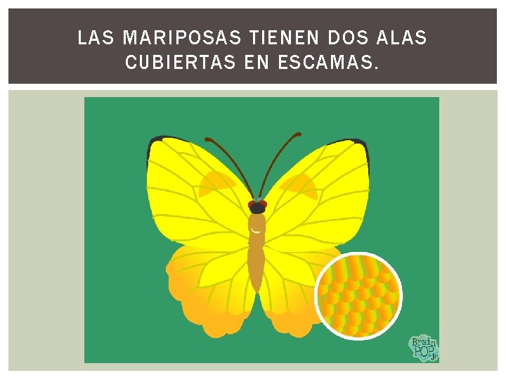 LAS MARIPOSAS TIENEN DOS ALAS CUBIERTAS EN ESCAMAS. 