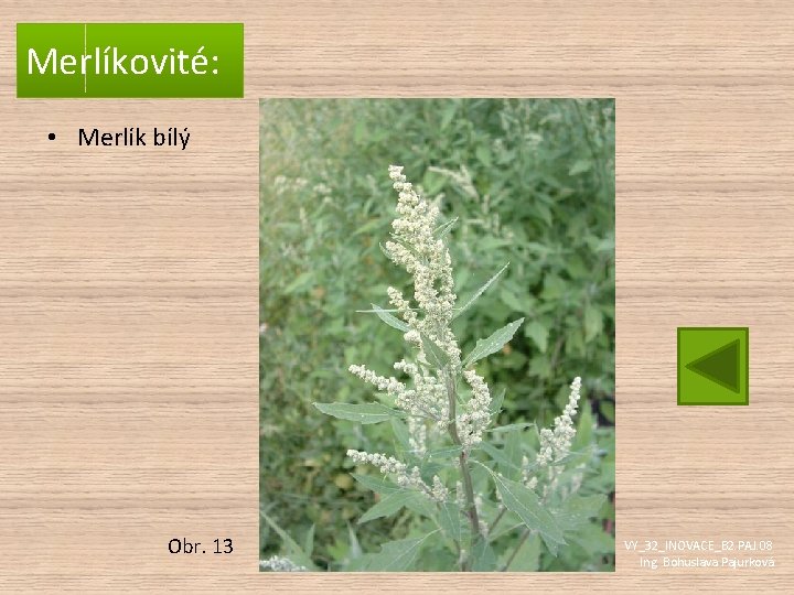 Merlíkovité: • Merlík bílý Obr. 13 VY_32_INOVACE_B 2. PAJ. 08 Ing. Bohuslava Pajurková 