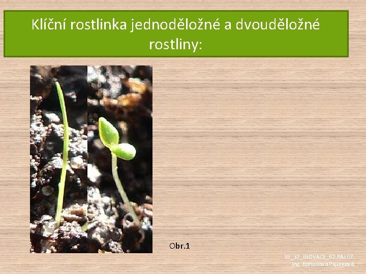 Klíční rostlinka jednoděložné a dvouděložné rostliny: Obr. 1 VY_32_INOVACE_B 2. PAJ. 07 Ing. Bohuslava