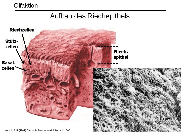 Olfaktion Aufbau des Riechepithels Riechzellen Stützzellen Riechepithel Basalzellen Anholt, R. R (1987) Trends in