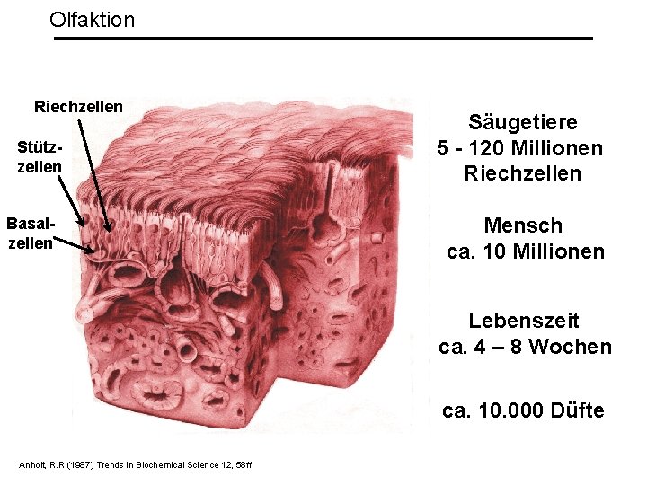 Olfaktion Riechzellen Stützzellen Basalzellen Säugetiere 5 - 120 Millionen Riechzellen Mensch ca. 10 Millionen