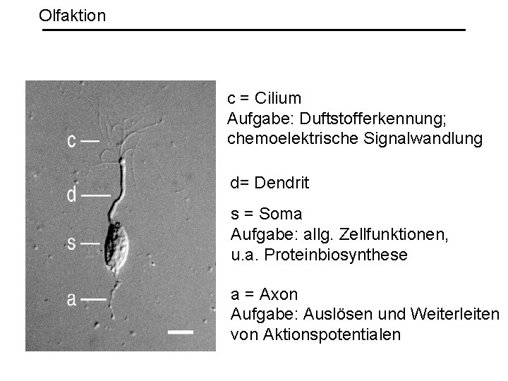 Olfaktion c = Cilium Aufgabe: Duftstofferkennung; chemoelektrische Signalwandlung d= Dendrit s = Soma Aufgabe: