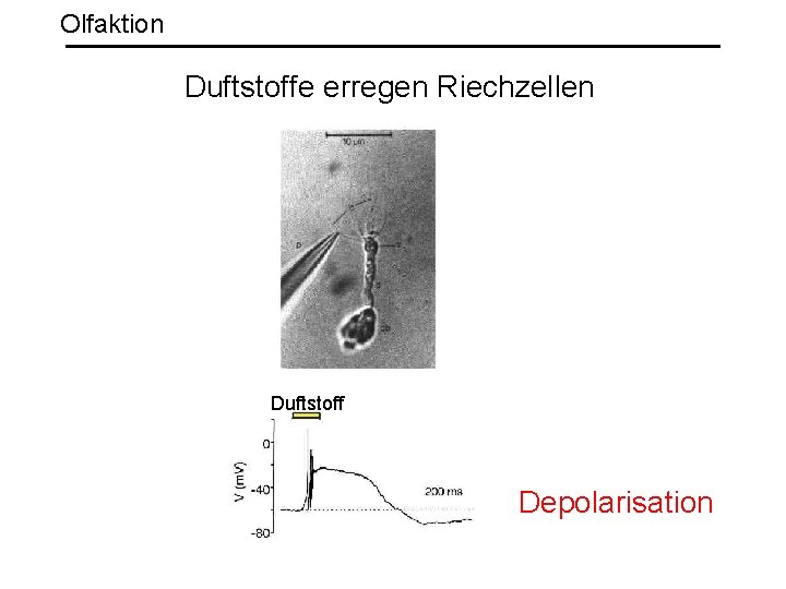 Olfaktion Duftstoffe erregen Riechzellen Duftstoff Depolarisation 