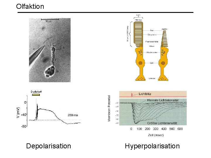 Olfaktion Duftstoff Depolarisation Hyperpolarisation 