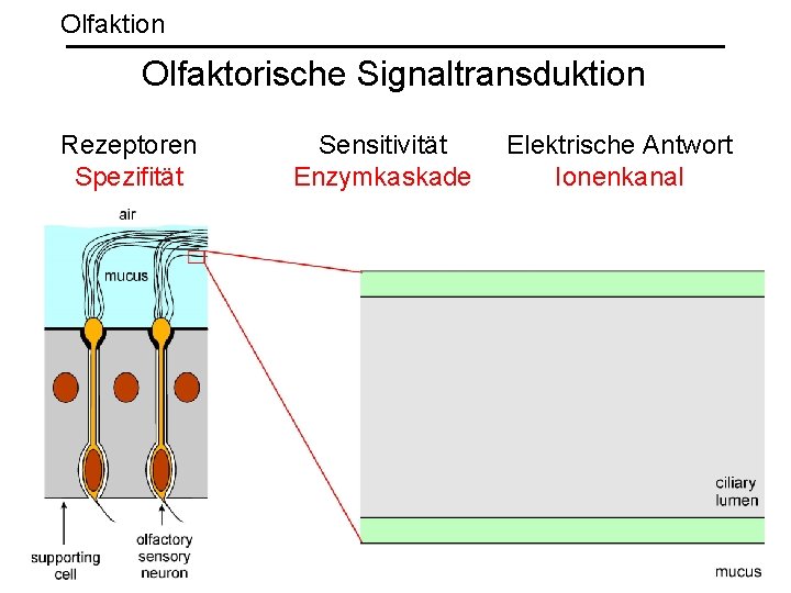 Olfaktion Olfaktorische Signaltransduktion Rezeptoren Spezifität Sensitivität Enzymkaskade Elektrische Antwort Ionenkanal 