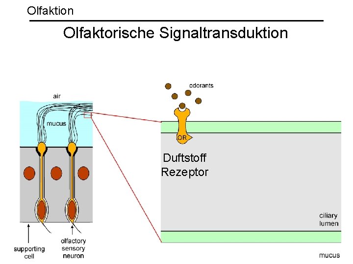 Olfaktion Olfaktorische Signaltransduktion Duftstoff Rezeptor 