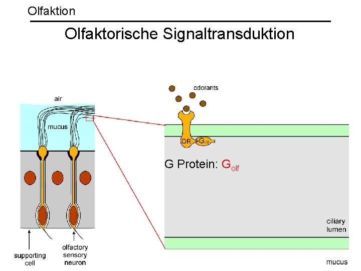 Olfaktion Olfaktorische Signaltransduktion G Protein: Golf 