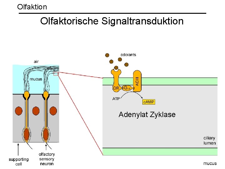 Olfaktion Olfaktorische Signaltransduktion Adenylat Zyklase 