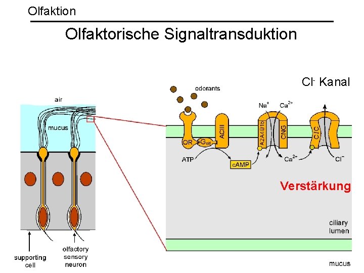 Olfaktion Olfaktorische Signaltransduktion Cl- Kanal Verstärkung 
