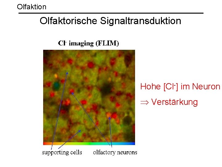 Olfaktion Olfaktorische Signaltransduktion Hohe [Cl-] im Neuron Verstärkung 