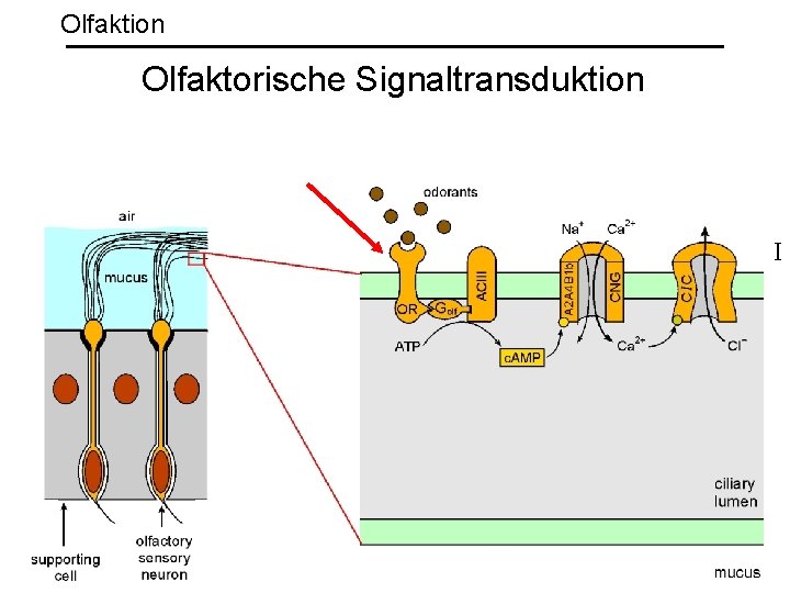 Olfaktion Olfaktorische Signaltransduktion I 