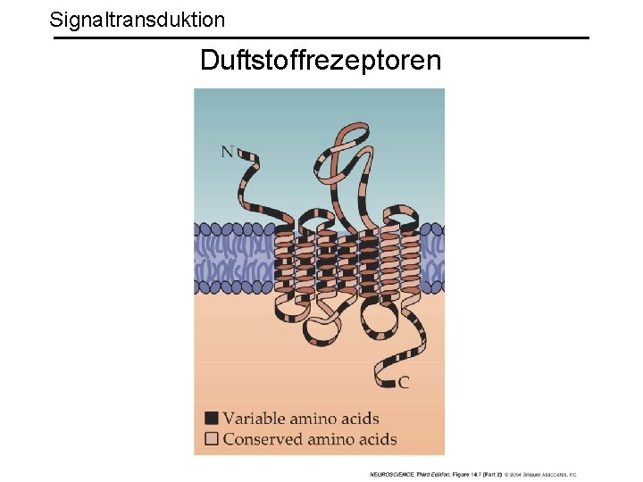 Signaltransduktion Duftstoffrezeptoren 