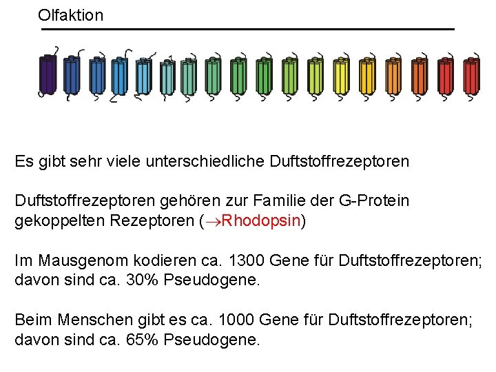 Olfaktion Es gibt sehr viele unterschiedliche Duftstoffrezeptoren gehören zur Familie der G-Protein gekoppelten Rezeptoren