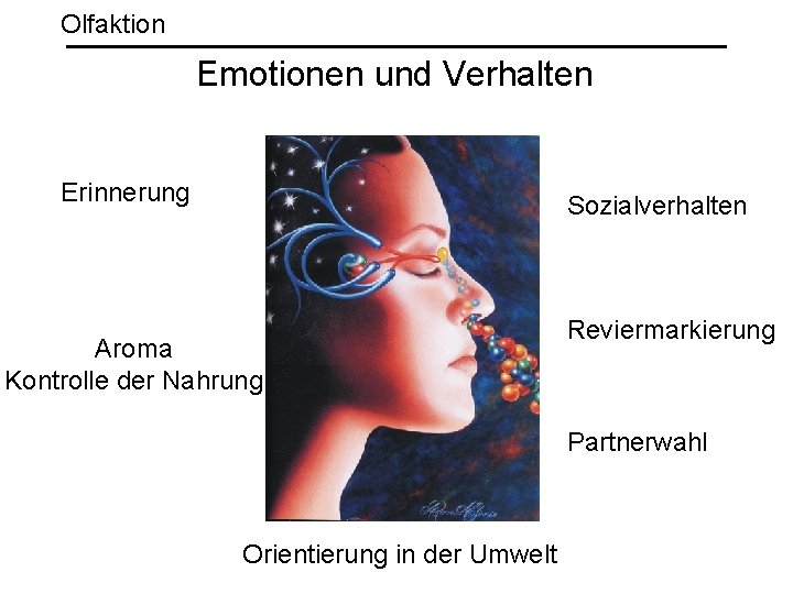 Olfaktion Emotionen und Verhalten Erinnerung Sozialverhalten Aroma Kontrolle der Nahrung Reviermarkierung Partnerwahl Orientierung in