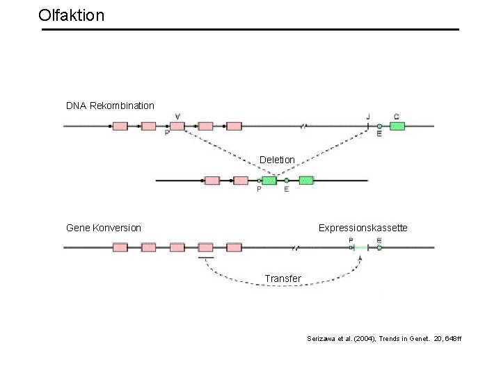 Olfaktion DNA Rekombination Deletion Gene Konversion Expressionskassette Transfer Serizawa et al. (2004), Trends in