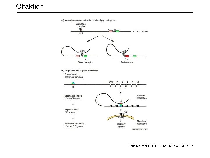 Olfaktion Serizawa et al. (2004), Trends in Genet. 20, 648 ff 