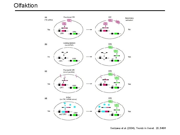 Olfaktion Serizawa et al. (2004), Trends in Genet. 20, 648 ff 