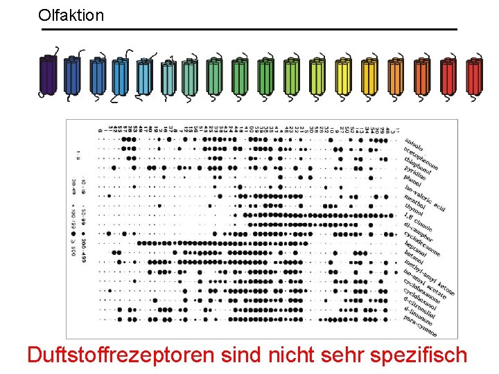 Olfaktion Duftstoffrezeptoren sind nicht sehr spezifisch 