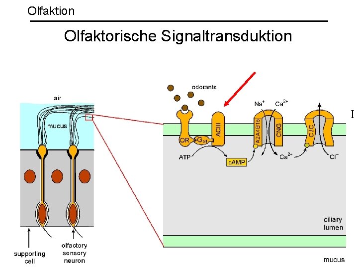 Olfaktion Olfaktorische Signaltransduktion I 