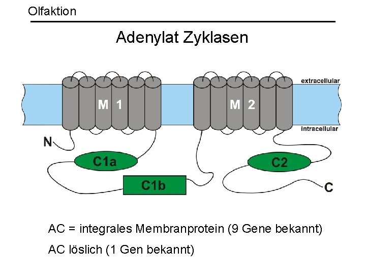 Olfaktion Adenylat Zyklasen AC = integrales Membranprotein (9 Gene bekannt) AC löslich (1 Gen