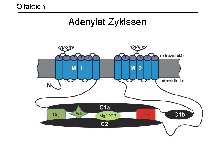 Olfaktion Adenylat Zyklasen 