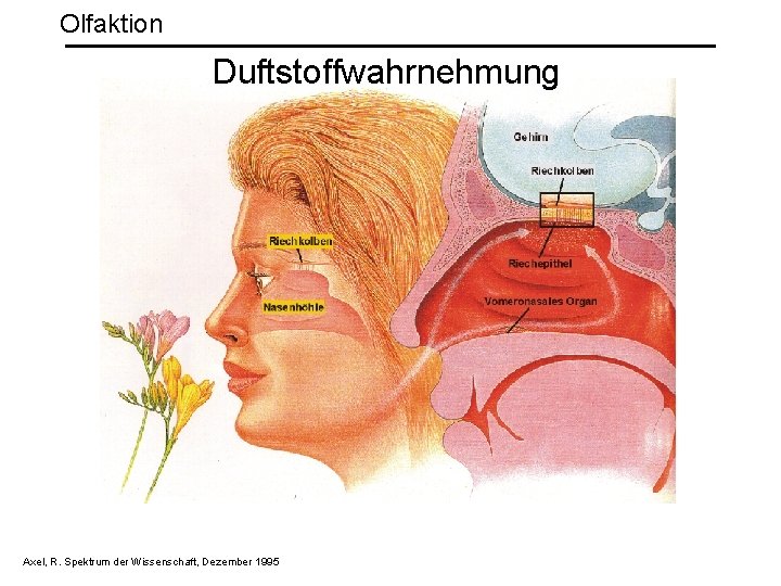 Olfaktion Duftstoffwahrnehmung Axel, R. Spektrum der Wissenschaft, Dezember 1995 
