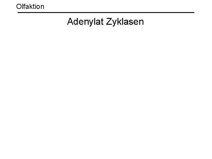 Olfaktion Adenylat Zyklasen 