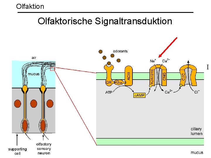 Olfaktion Olfaktorische Signaltransduktion I 