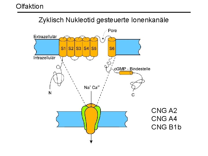 Olfaktion Zyklisch Nukleotid gesteuerte Ionenkanäle CNG A 2 CNG A 4 CNG B 1