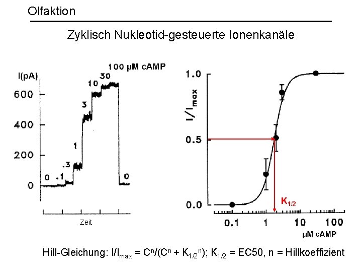 Olfaktion Zyklisch Nukleotid-gesteuerte Ionenkanäle K 1/2 Zeit Hill-Gleichung: I/Imax = Cn/(Cn + K 1/2