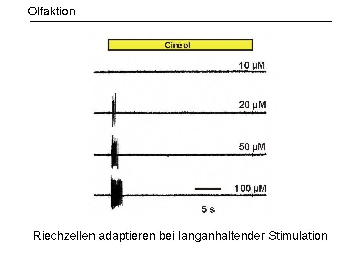 Olfaktion Riechzellen adaptieren bei langanhaltender Stimulation 