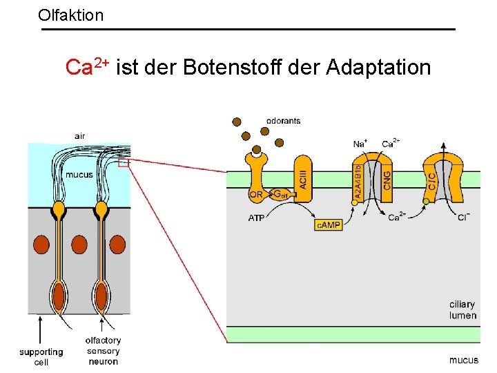 Olfaktion Ca 2+ ist der Botenstoff der Adaptation 