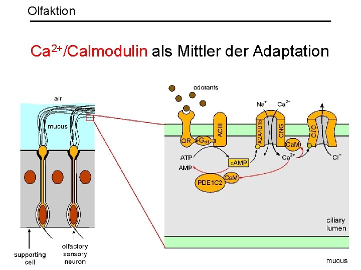 Olfaktion Ca 2+/Calmodulin als Mittler der Adaptation 