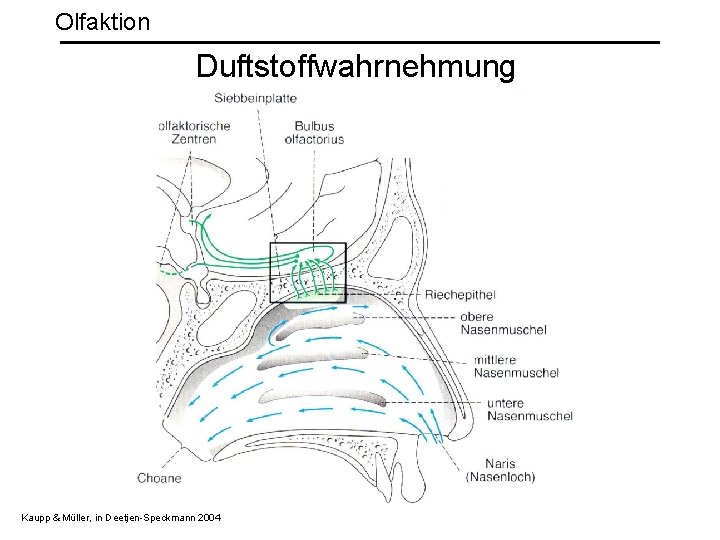 Olfaktion Duftstoffwahrnehmung Kaupp & Müller, in Deetjen-Speckmann 2004 