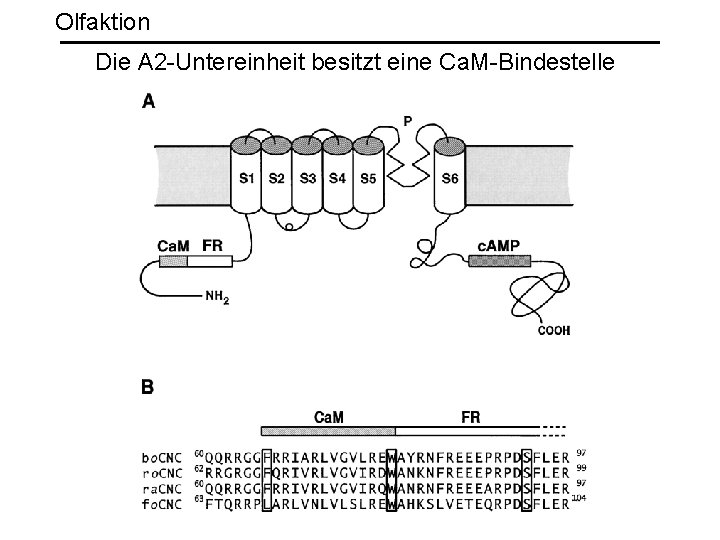 Olfaktion Die A 2 -Untereinheit besitzt eine Ca. M-Bindestelle 