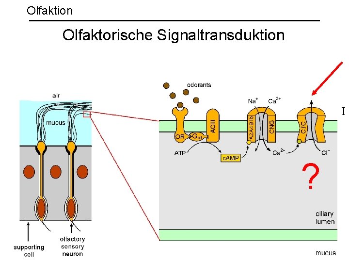 Olfaktion Olfaktorische Signaltransduktion I ? 
