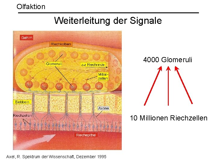 Olfaktion Weiterleitung der Signale 4000 Glomeruli 10 Millionen Riechzellen Axel, R. Spektrum der Wissenschaft,