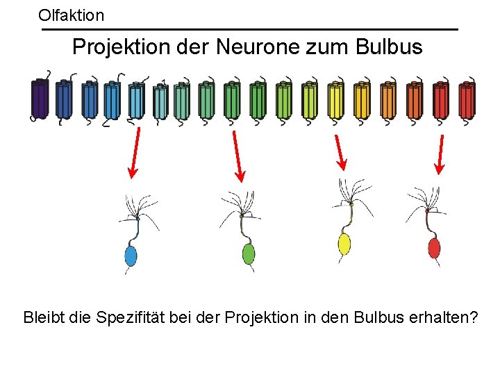 Olfaktion Projektion der Neurone zum Bulbus Bleibt die Spezifität bei der Projektion in den