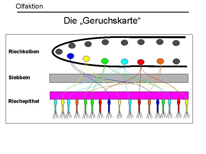 Olfaktion Die „Geruchskarte“ 