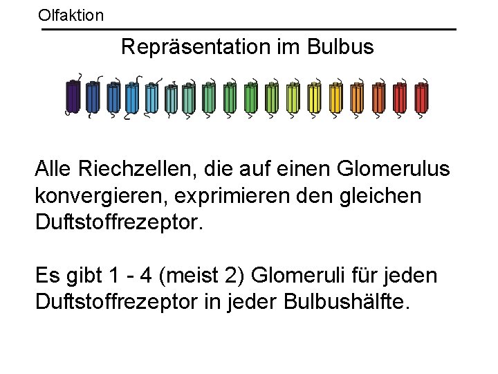 Olfaktion Repräsentation im Bulbus Alle Riechzellen, die auf einen Glomerulus konvergieren, exprimieren den gleichen