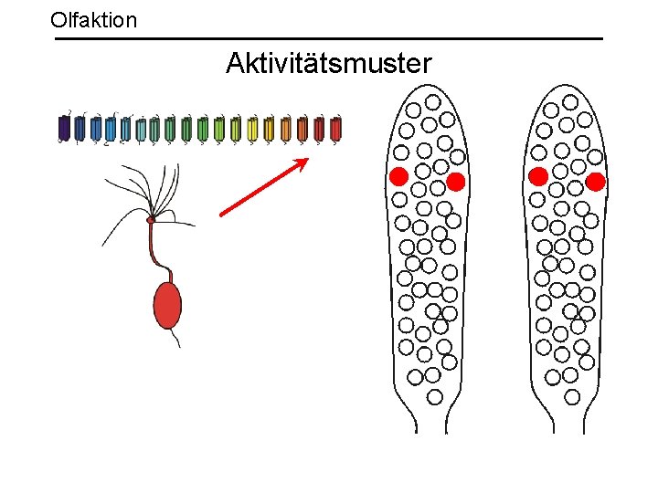 Olfaktion Aktivitätsmuster 