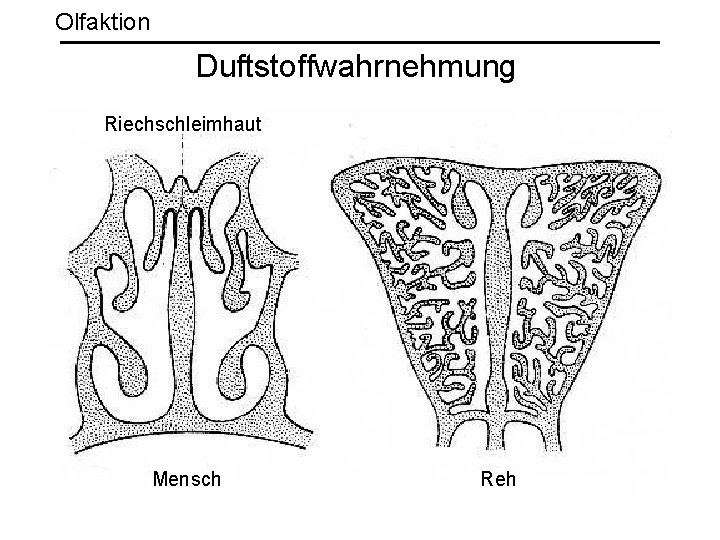 Olfaktion Duftstoffwahrnehmung Riechschleimhaut Mensch Reh 