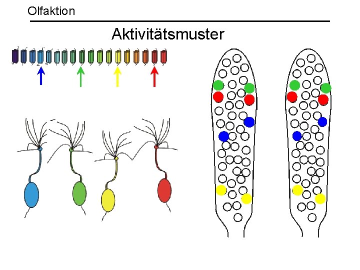 Olfaktion Aktivitätsmuster 