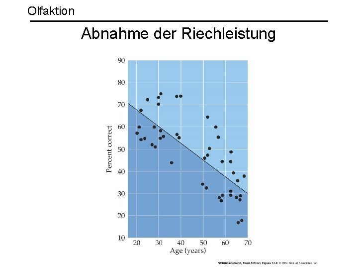 Olfaktion Abnahme der Riechleistung 