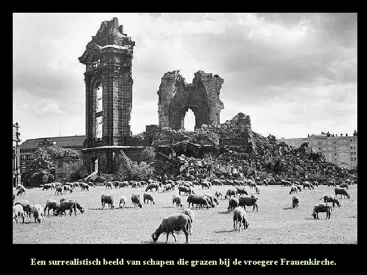 Een surrealistisch beeld van schapen die grazen bij de vroegere Frauenkirche. Een surrealistisch beeld van schapen die grazen bij de vroegere Frauenkirche.