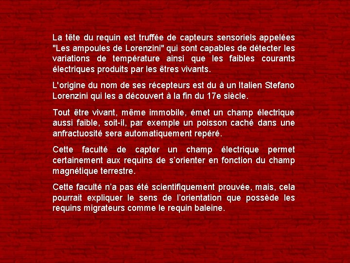 La tête du requin est truffée de capteurs sensoriels appelées "Les ampoules de Lorenzini"