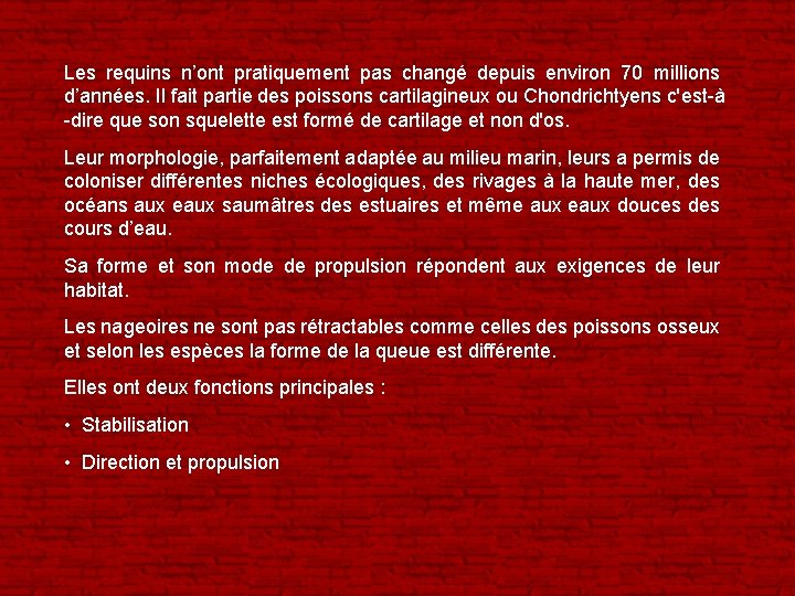 Les requins n’ont pratiquement pas changé depuis environ 70 millions d’années. Il fait partie